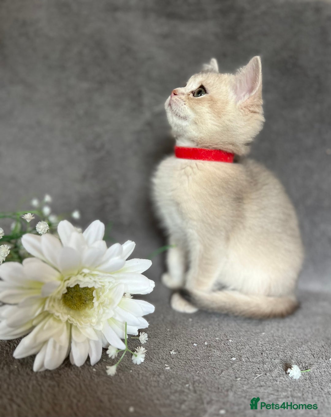 British Shorthair cats for sale: NY 12 British shorthair GCCF golden kittens  - Image 10