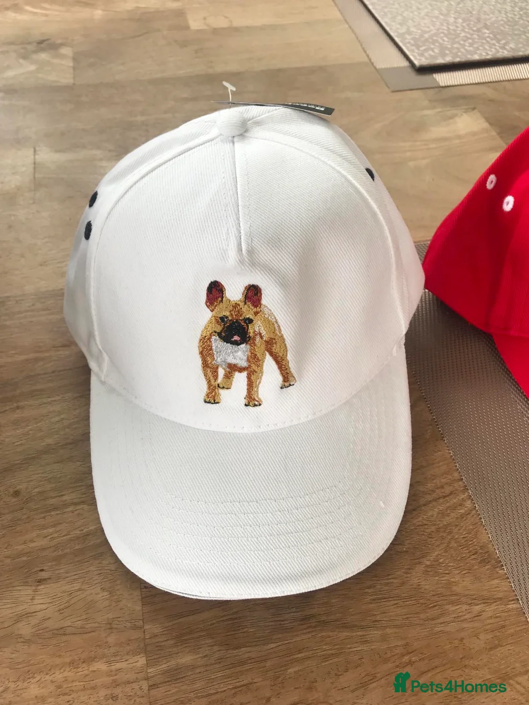 French Bulldog dogs for stud: National Champion French Bulldog at Stud. KC Reg - Advert 2