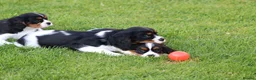 Cavalier King Charles Spaniel dogs for sale: Beautiful Cavalier King Charles Spaniel puppies - Advert 11