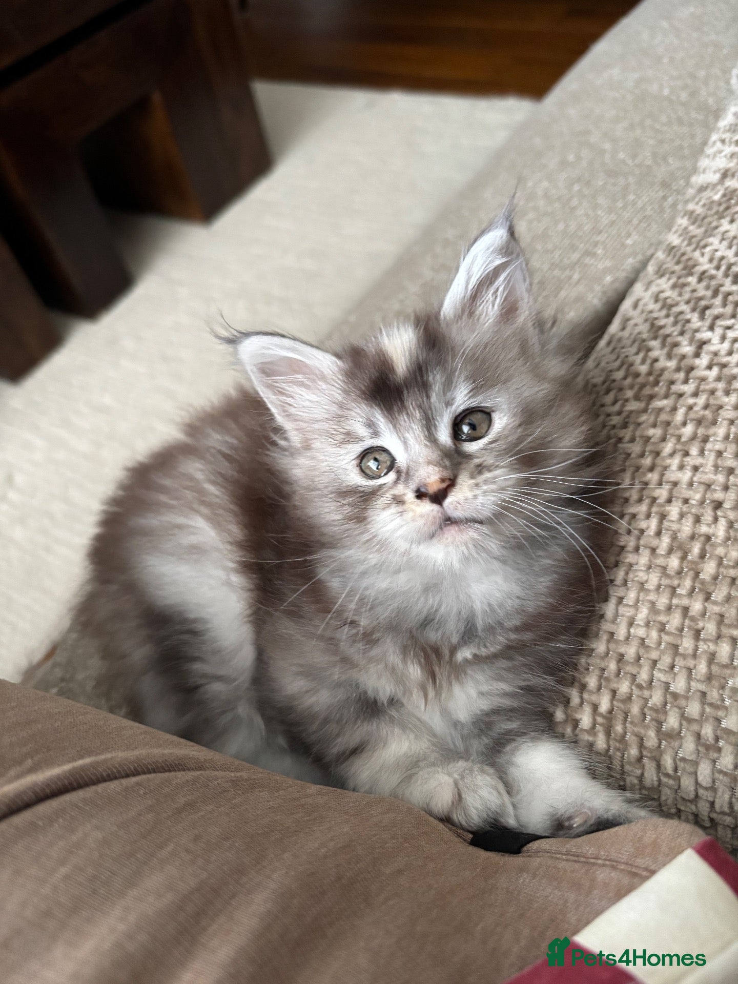 Maine Coon cats Stunning Tica registered Maine Coon Girl  - Advert 10