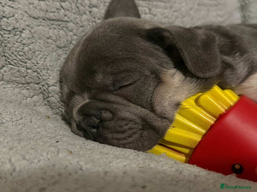 French Bulldog dogs for sale: Frenchie needs a home  - Advert 2