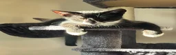 Oriental cats for sale: 9 STUNNING KITTENS - PLEASE READ DESCRIPTION!! - Advert 7