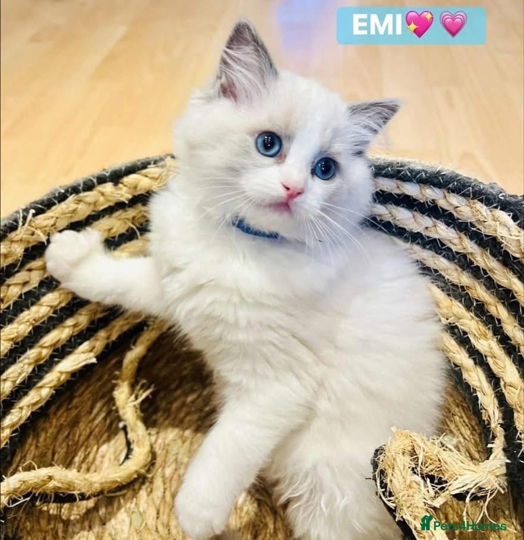 Ragdoll cats for sale: 💖Beautiful Ragdoll💖 Tica register  - Image 26