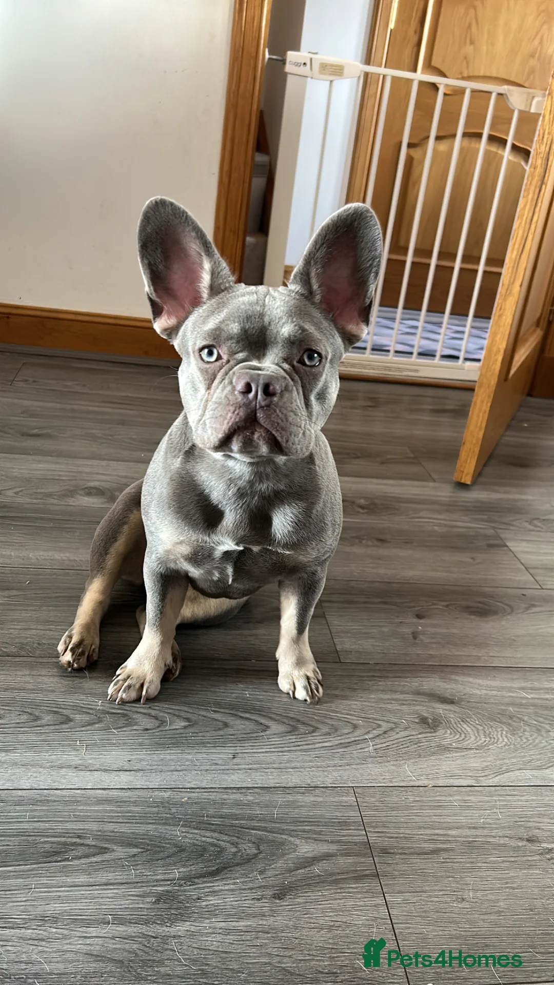 French Bulldog dogs for sale: Lovely Lilac&Tan French Bulldog Girl 3 Years Old - Advert 9