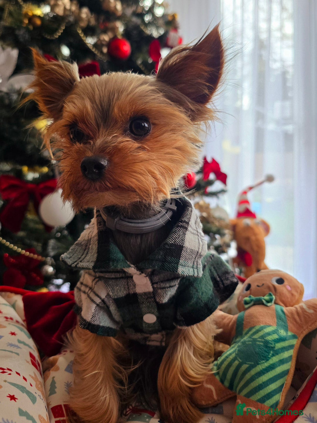 Yorkshire Terrier dogs for sale: Miniature yorkshire terrier puppy - Advert 10