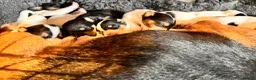 Jack Russell dogs for sale: Jack Russell Puppies for sale - Advert 8