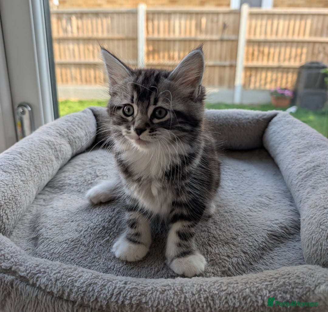 Domestic Shorthair cats for sale: Super stunning kittens - Image 4
