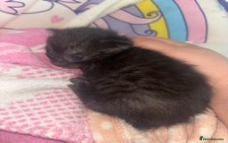 Mixed Breed cats for sale: 3 kittens available READ DESCRIPTION  - Image 3