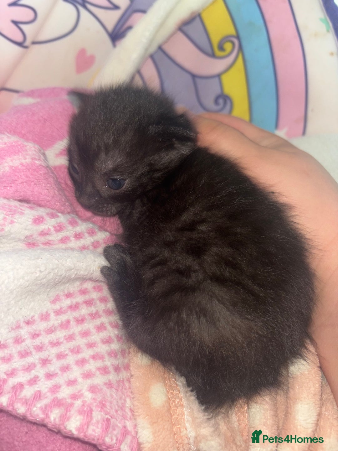 Mixed Breed cats for sale: 3 kittens available READ DESCRIPTION  - Image 3