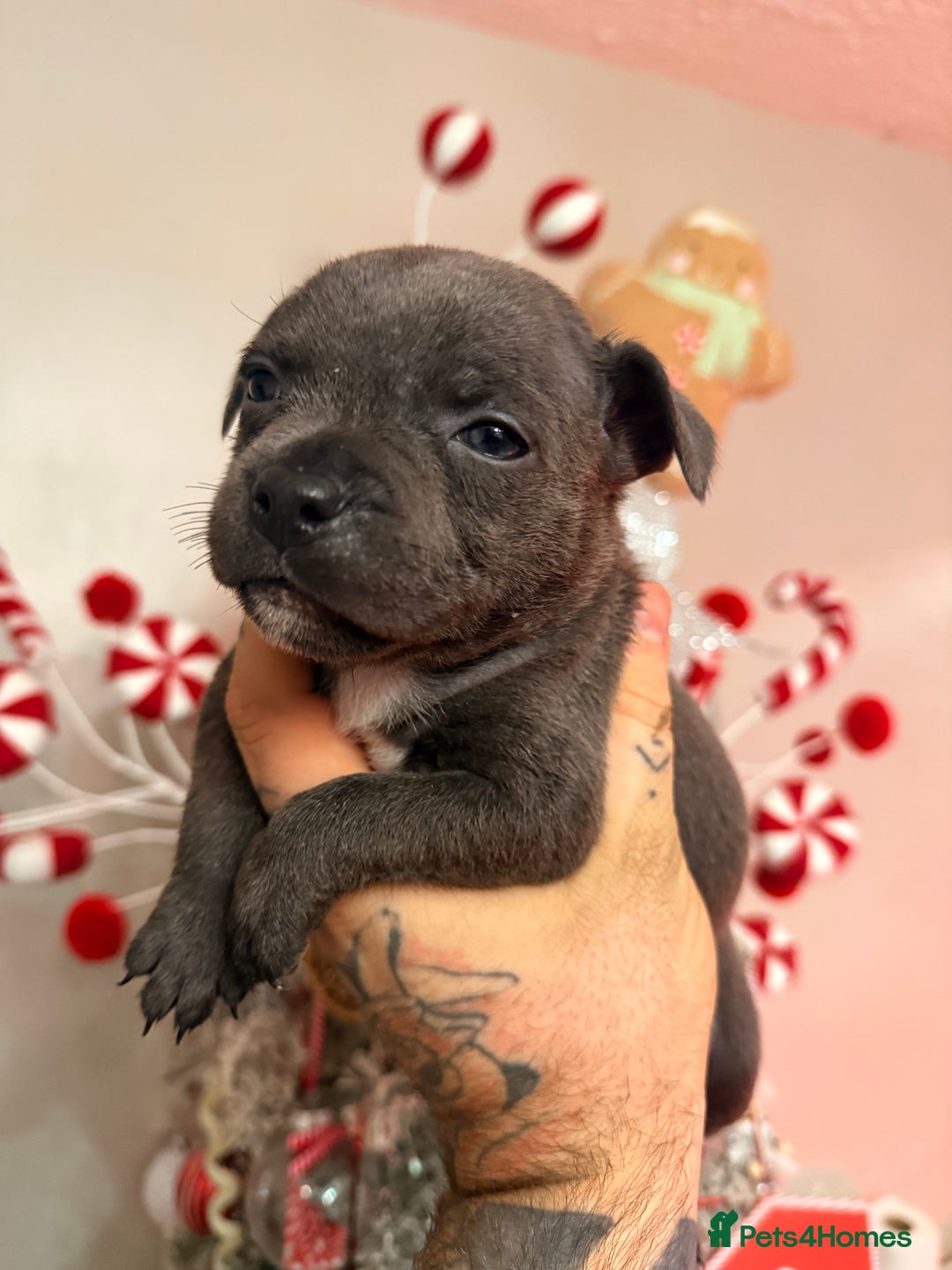 Staffordshire Bull Terrier dogs for sale: Champion sired Staffordshire bull terriers - Advert 9