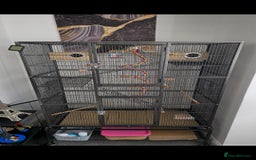 Budgerigars birds for sale: Budgies and cage all together - Image 3