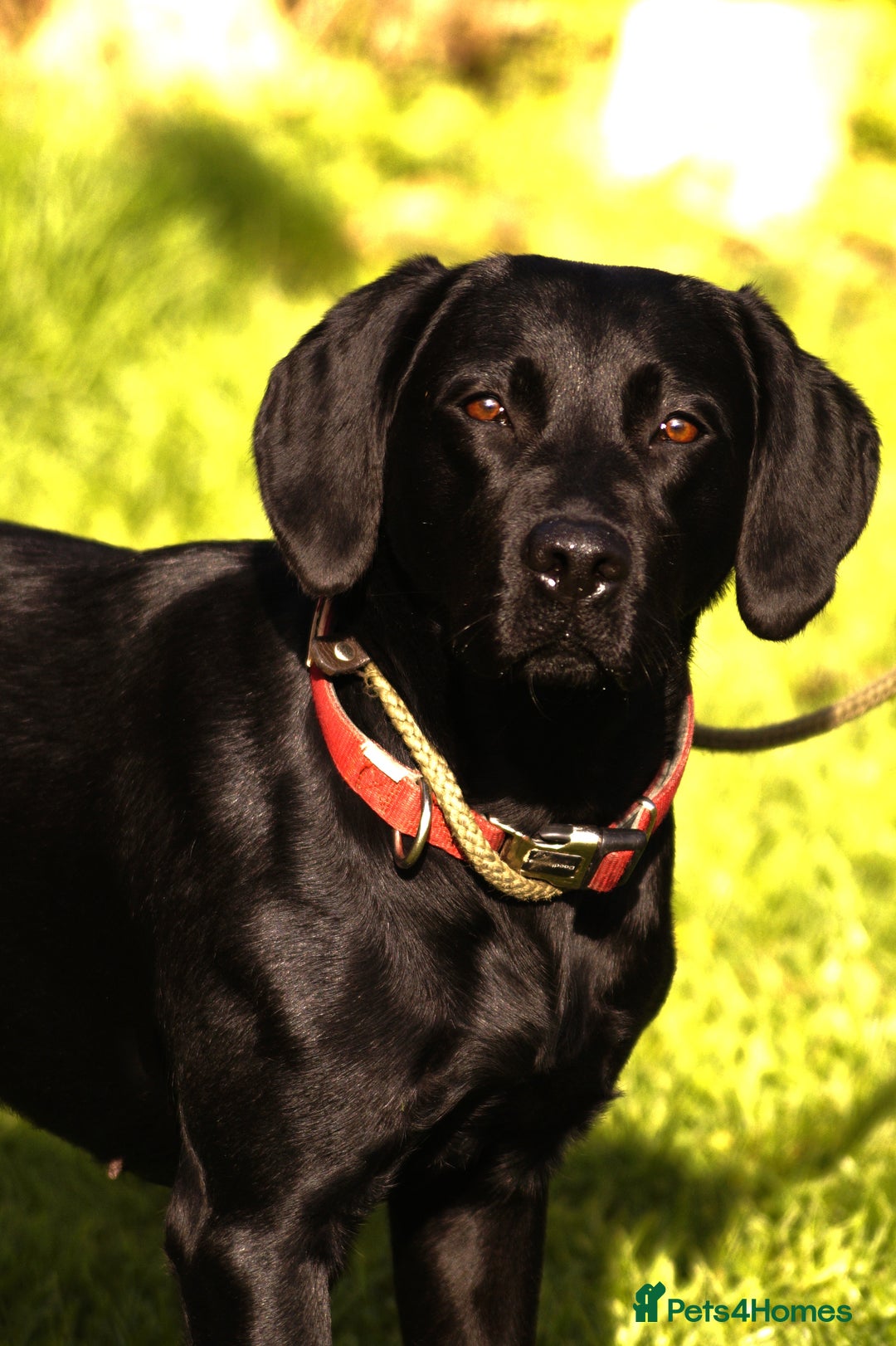 Labrador Retriever dogs for sale: Cotswold Born  Labrador Retriever Puppies. - Advert 1