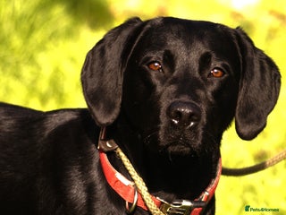 Labrador Retriever dogs Cotswold Born Labrador Retriever Puppies. - Advert 3