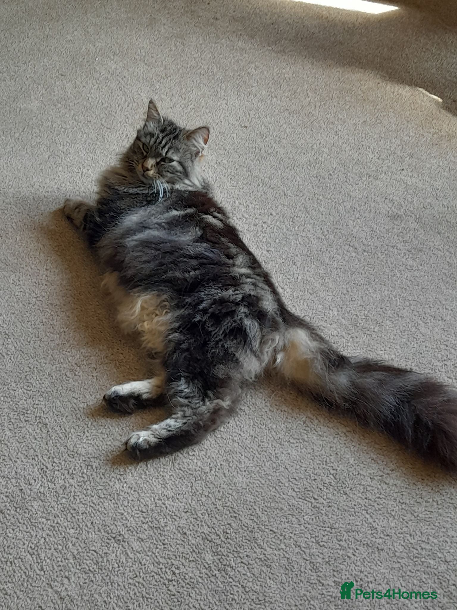 Norwegian Forest Cat cats Norwegian forest cross kittens for sale - Advert 1