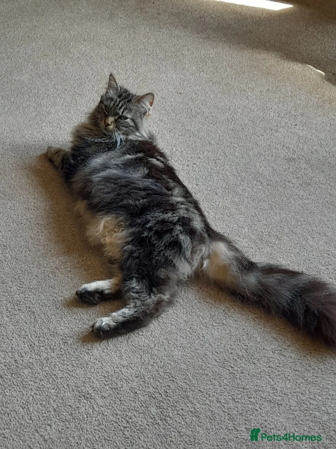 Norwegian Forest Cat cats for sale: Norwegian forest cross kittens for sale - Advert 1
