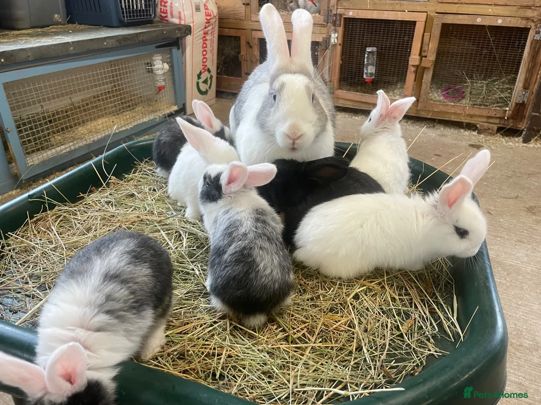 Mixed Breed rabbits for sale: Continental Giant X Giant Papillon Babies  - Advert 2