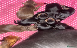 Cocker Spaniel dogs for sale: Working cocker spaniel puppies  - Image 10