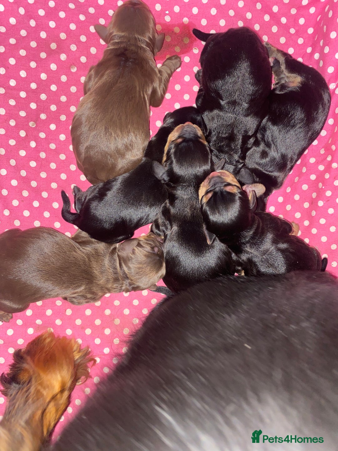 Cocker Spaniel dogs for sale: Working cocker spaniel puppies  - Image 10