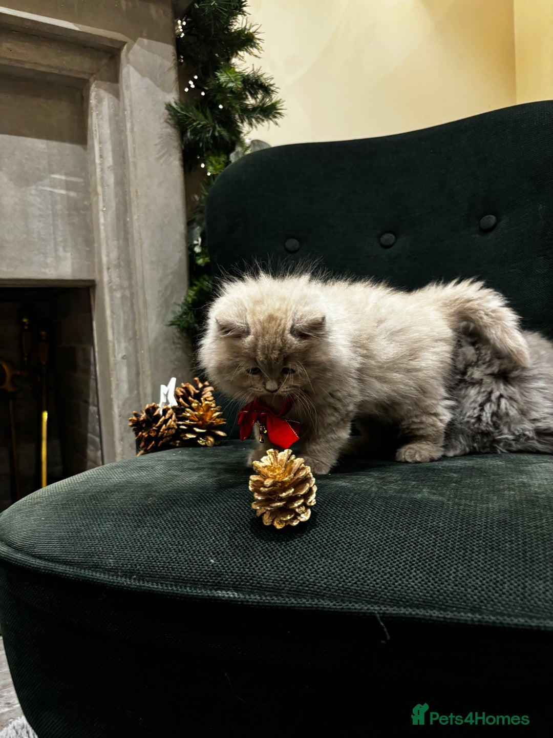 British Shorthair cats for sale: British Shorthair Kittens - Advert 21