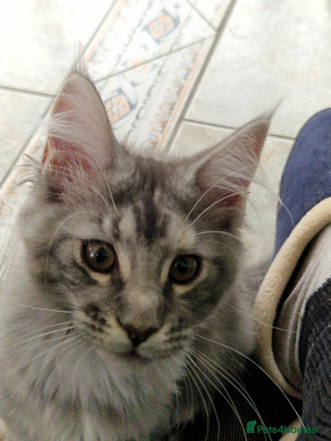 Maine Coon cats for sale: Gorgeous maine coon babies - Image 9