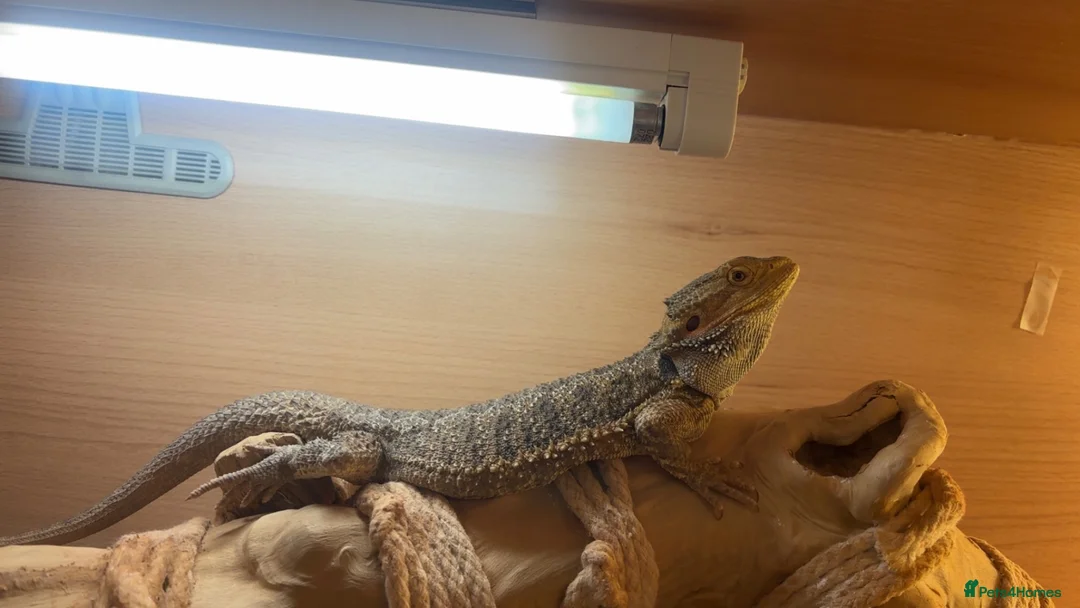 Bearded Dragon reptiles for sale: Female bearded dragon  - Advert 4