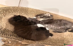 Ragdoll cats for sale: Ragdoll cross Persian kittens - Image 10