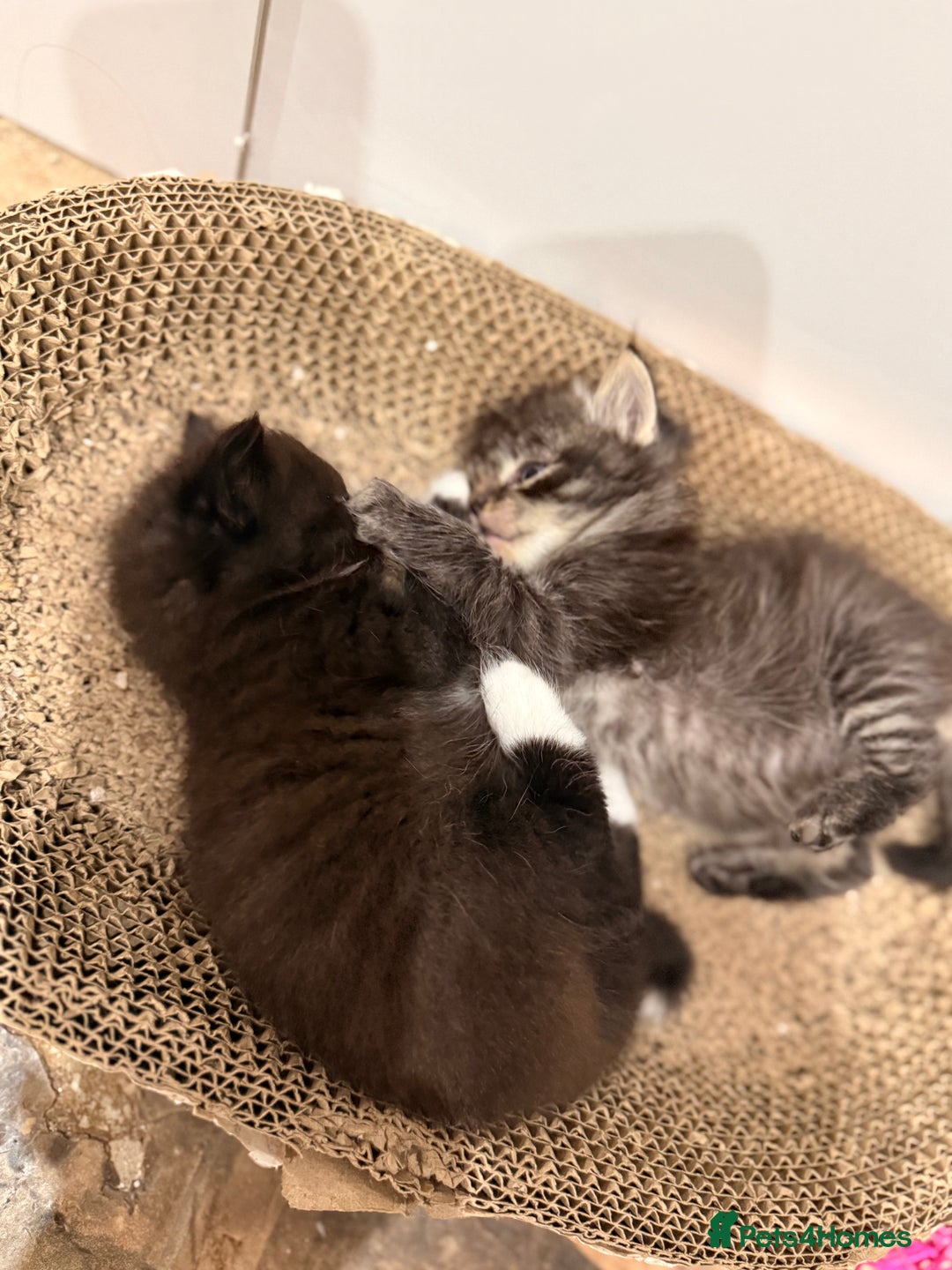 Ragdoll cats for sale: Ragdoll cross Persian kittens - Image 10