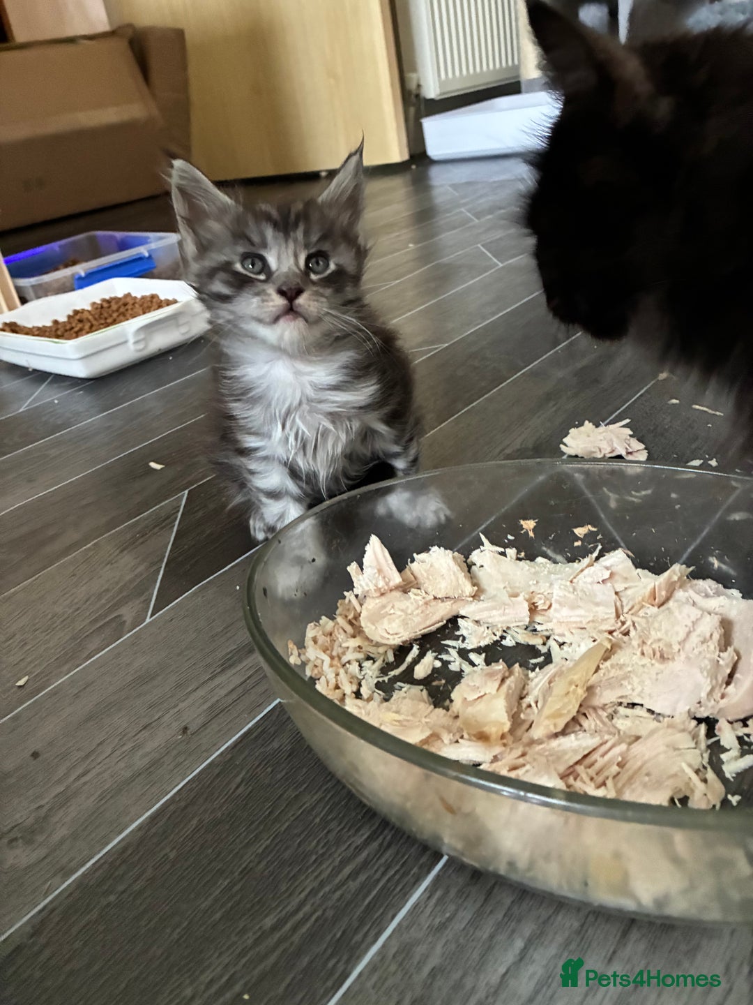 Maine Coon cats for sale: Maine Coon Kittens - Advert 34