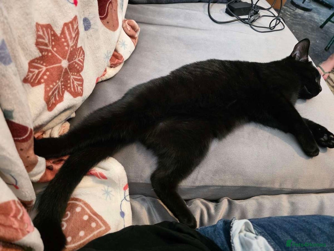 Domestic Shorthair cats for sale: Black kitten  in Sutton-in-Ashfield - Image 2