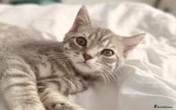 British Shorthair cats for sale: Full BSH kittens 13 weeks GCCF Parents. One gone!  - Image 12