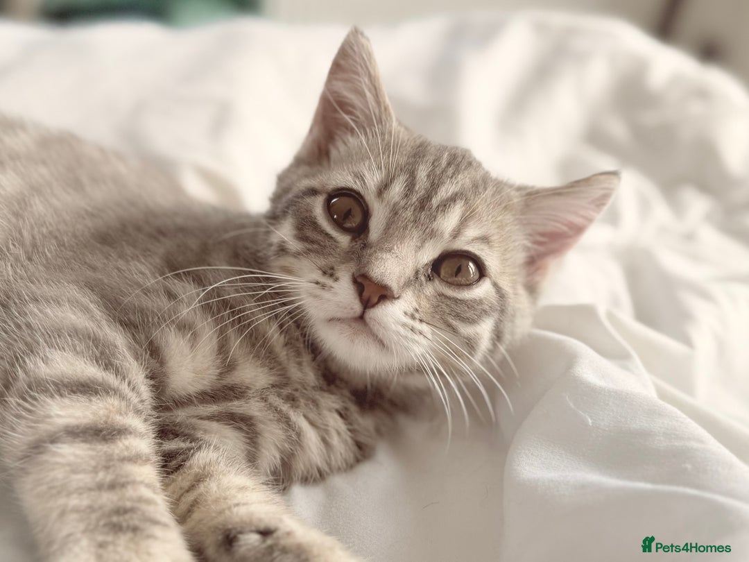 British Shorthair cats for sale: Full BSH kittens 13 weeks GCCF Parents. One gone!  - Image 12
