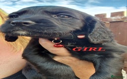 Sprocker dogs for sale: Sprocker Puppies  - Image 7