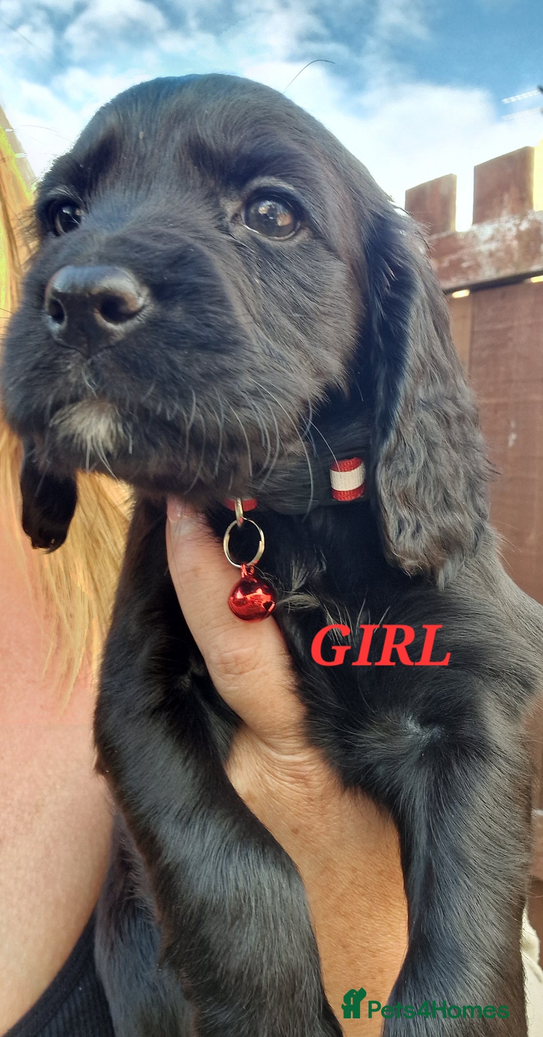 Sprocker dogs for sale: Sprocker Puppies  - Image 7