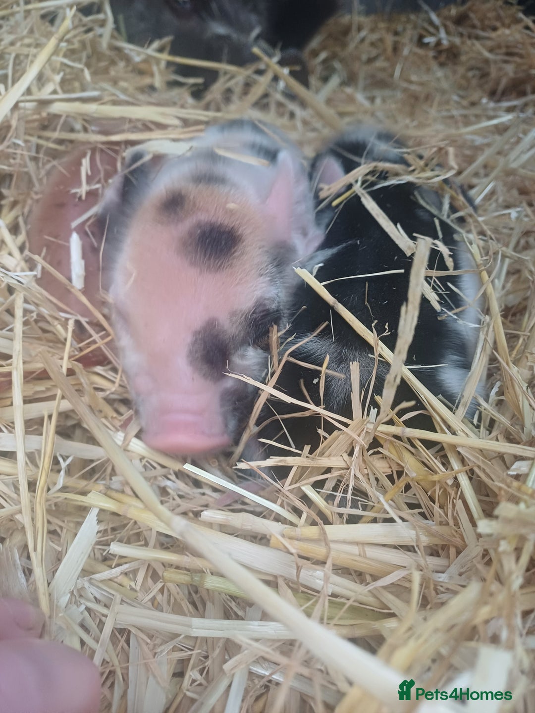 Pig livestock for sale: Kunekune x Juliana  - Advert 3