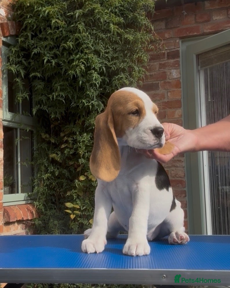 Beagle dogs Gorgeous KC registered Beagle Pups - Advert 14