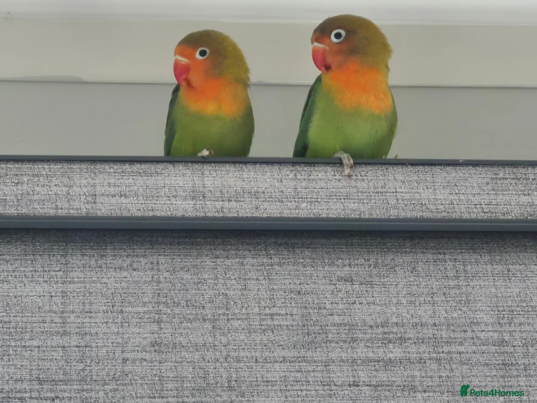 Lovebirds birds for sale: Baby Lovebirds - Advert 2