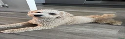 Poochon dogs for stud: Gorgeous, content Poochon stud!!  - Advert 12