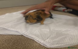 Guinea Pig rodents for sale: 2 boar Guniea pigs - Image 5