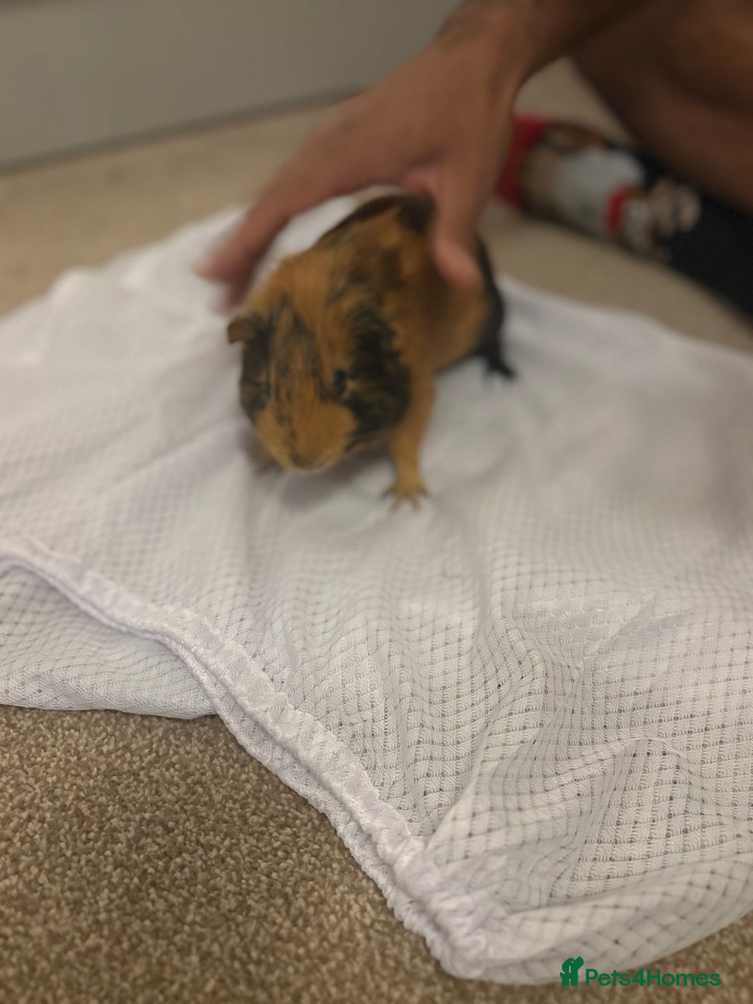 Guinea Pig rodents for sale: 2 boar Guniea pigs - Image 5