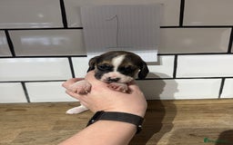 Beagle dogs for sale: Beautiful beagle puppies  - Advert 11