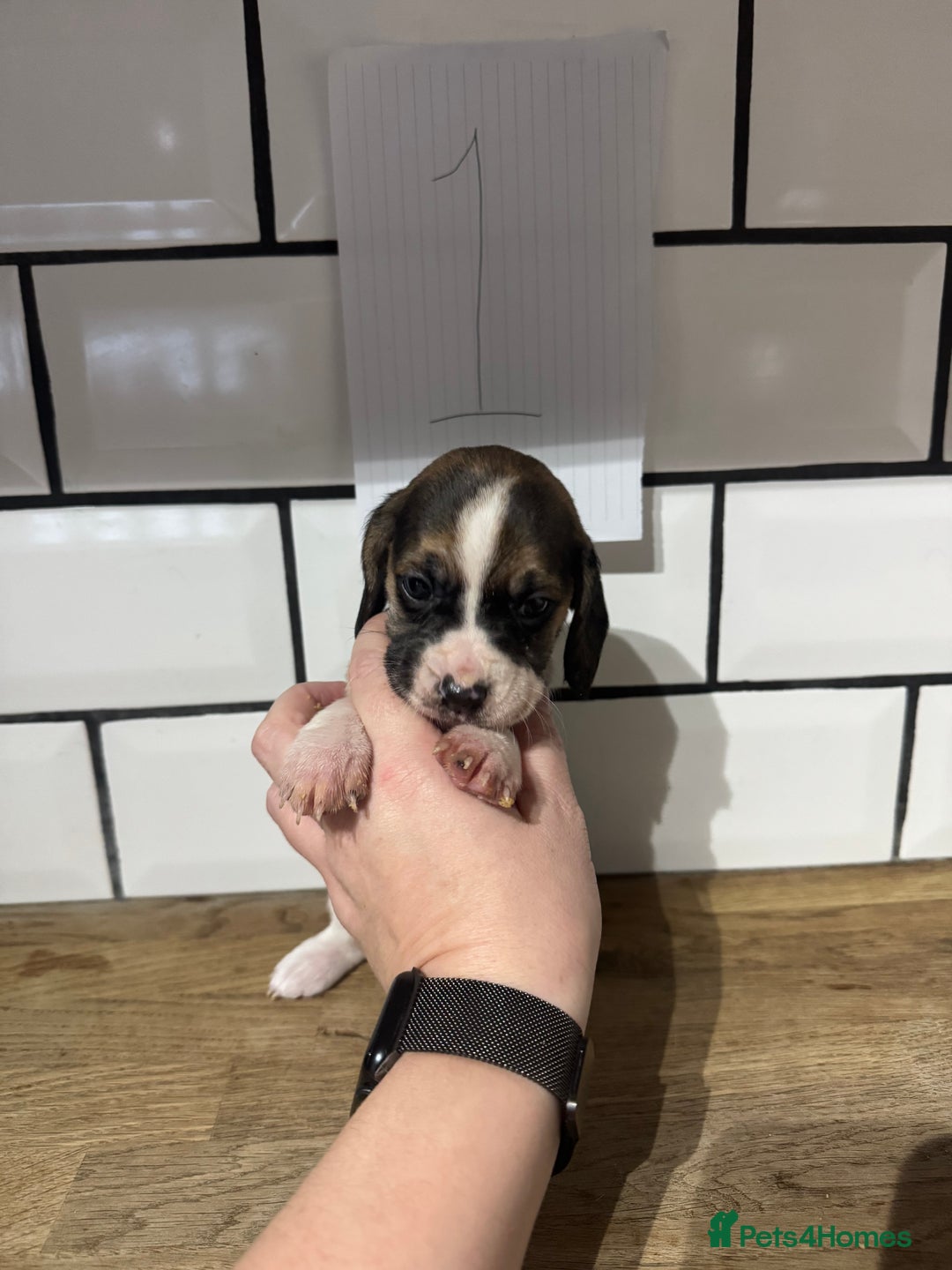 Beagle dogs for sale: Beautiful beagle puppies  - Advert 11
