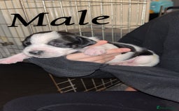 Mixed Breed dogs for sale: 6 spaniel, beagle, jack Russell cross for sale  - Image 4