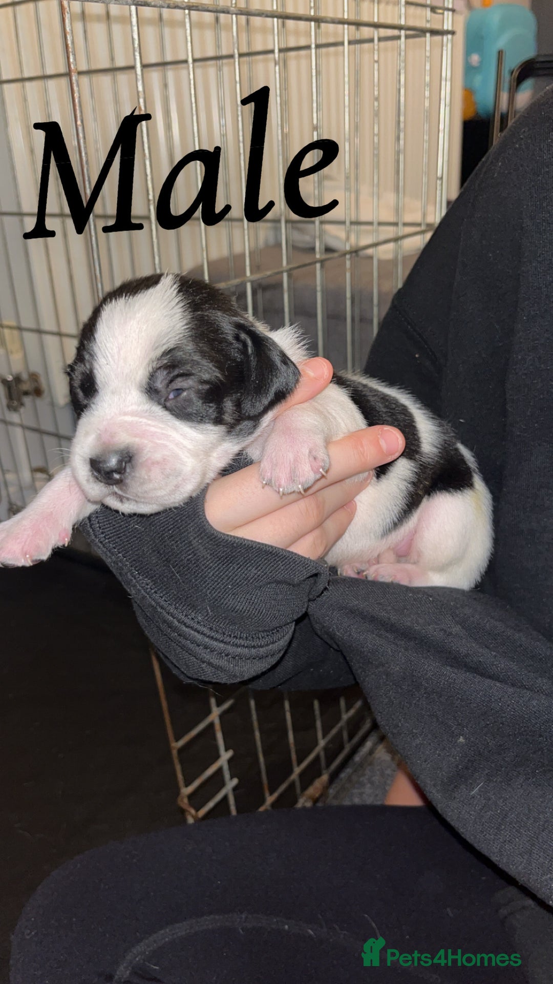 Mixed Breed dogs for sale: 6 spaniel, beagle, jack Russell cross for sale  - Image 4