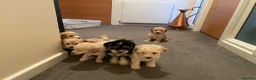 Cockapoo dogs for sale: 6 Cokapoo puppies in Glasgow - Advert 4