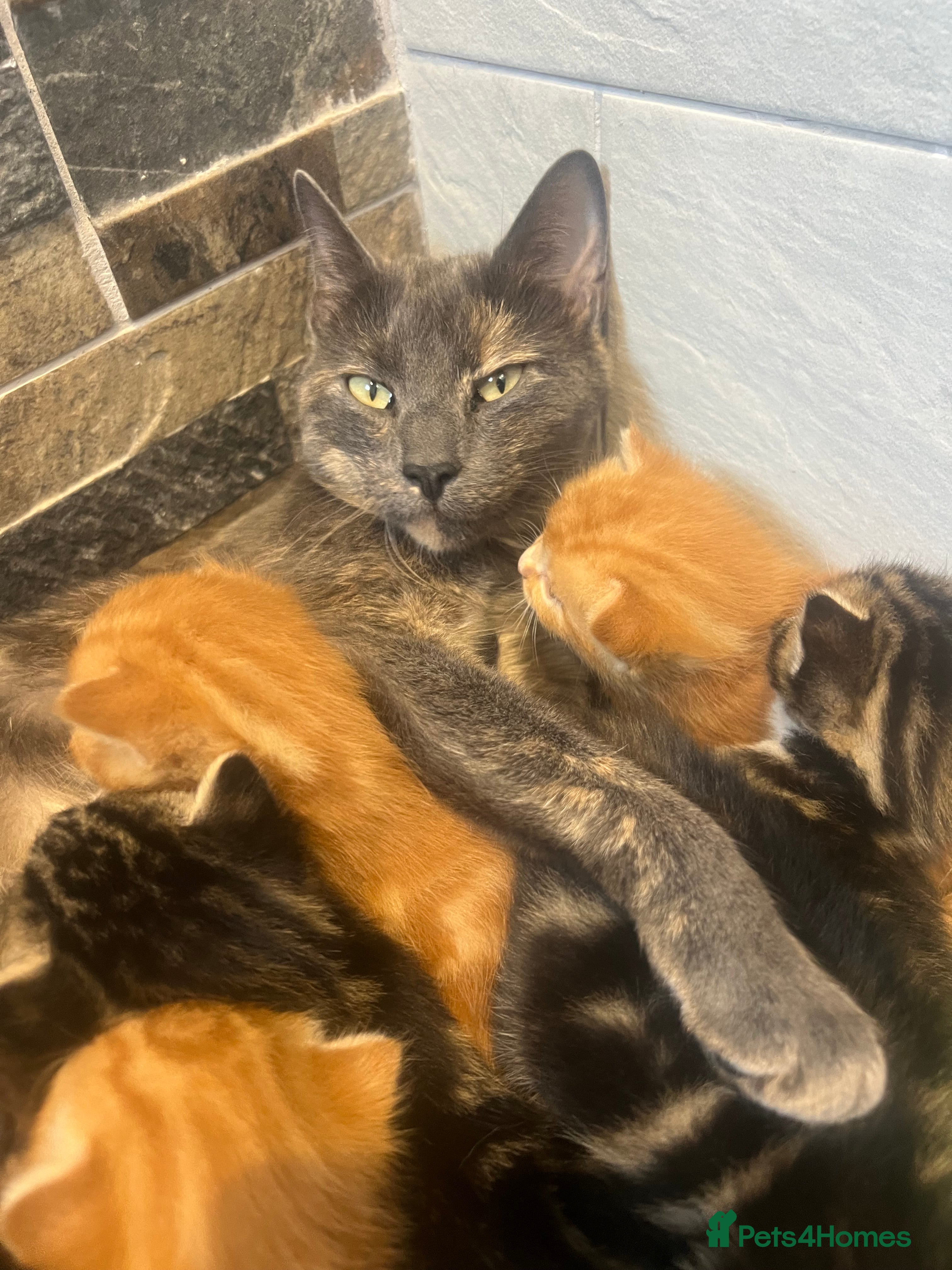 Mixed Breed cats READY TO RESERVE   in Southampton - Advert 6