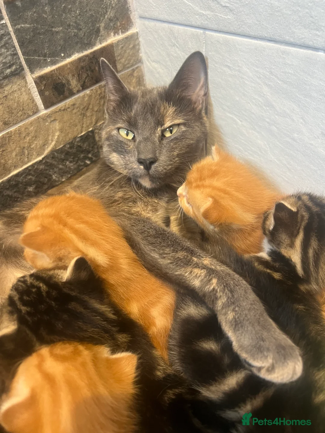 Mixed Breed cats for sale: READY TO RESERVE   in Southampton - Advert 1