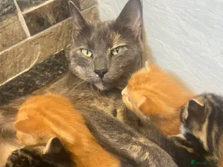 Mixed Breed cats READY TO RESERVE in Southampton - Advert 6