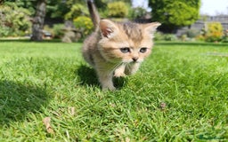 British Shorthair cats for sale: Golden British short hair - Image 4