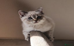 British Shorthair cats for sale: Ready now - Image 3