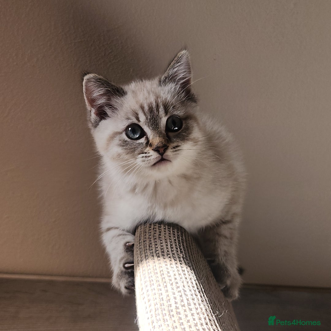 British Shorthair cats for sale: Ready now - Image 3